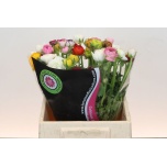 Ranunculus Tulikas MIX
