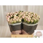 Ranunculus Tulikas Pink Lady