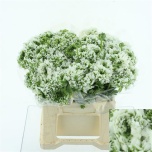 Ranunculus Tulikas pon-pon Igloo