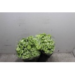 Ranunculus Tulikas Pon Pon Igloo