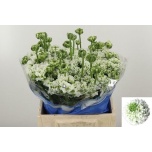 Ranunculus Tulikas Pon Pon Igloo