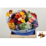 Ranunculus Tulikas MIX Pon Pon