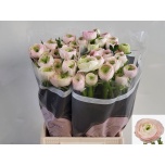 Ranunculus Tulikas Real Marleene