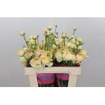 Ranunculus Tulikas Romance Hydra 50cm