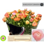 Ranunculus Tulikas Elegance Salmon
