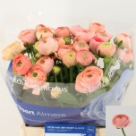 Ranunculus Tulikas Elegance Salmon
