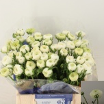 Ranunculus Tulikas Snowflake