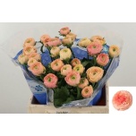 Ranunculus Tulikas Tuareg