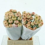 Ranunculus Tulikas Tuareg