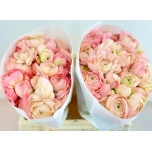 Ranunculus Tulikas Clooney Venere