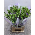 Freesia Palermo
