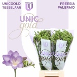 Freesia Palermo