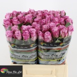 Roos 40cm Maritim