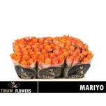 Roos 50cm Mariyo