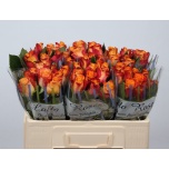 Roos 50cm Mariyo