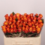 Roos 50cm Mariyo