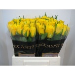 Roos 40cm Moonwalk