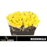 Roos 40cm Moonwalk