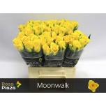 Roos 40cm Moonwalk