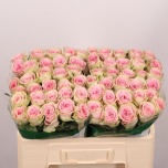 Roos 50m Olivia
