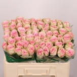 Roos 50m Olivia