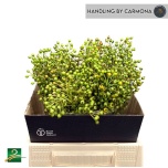 Rosebottle Kibuvits Corallo 40cm
