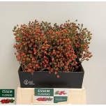 Rosebottle Kibuvits Plenty 45cm