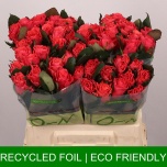 Roos 40cm Pink Tacazzi