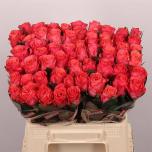Roos 40cm Pink Tacazzi
