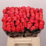 Roos 40cm Pink Tacazzi
