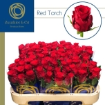 Roos 70cm Red Torch