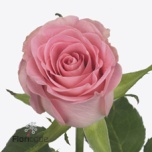 Roos 50cm Seductive