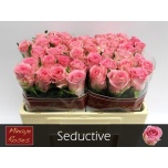 Roos 50cm Seductive