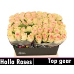 Roos 40cm Top Gear