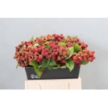 Rubus Põldmari Fr Chester 40cm