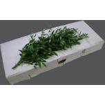 Ruscus Itaalia 100cm (pk)