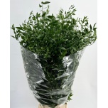 Ruscus Itaalia 100cm (pk)