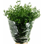 Ruscus Itaalia 100cm (pk)
