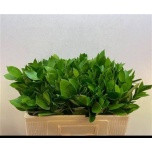 Ruscus hypophyllum 50-55cm (pk)