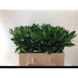Ruscus hypophyllum 50-55cm (pk)