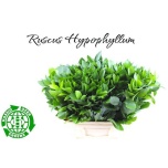 Ruscus hypophyllum 60cm (pk)