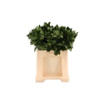 Ruscus hypophyllum 60cm (pk)