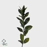 Ruscus hypophyllum 70cm (pk)