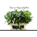 Ruscus hypophyllum 70-75cm (pk)