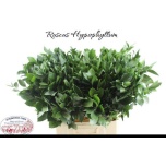 Ruscus hypophyllum 70-75cm (pk)