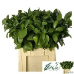 Ruscus hypophyllum 70-75cm (pk)