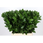 Ruscus hypophyllum 70cm (pk)