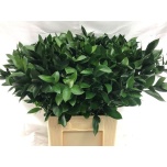 Ruscus hypophyllum 70cm (pk)