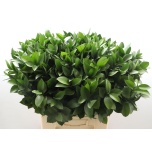 Ruscus hypophyllum 70cm (pk)