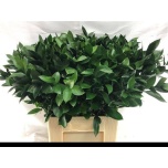 Ruscus hypophyllum 70-75cm (pk)